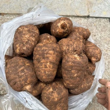 产自云南昭通小草坝高山林下仿野生种植乌天麻大量出售
