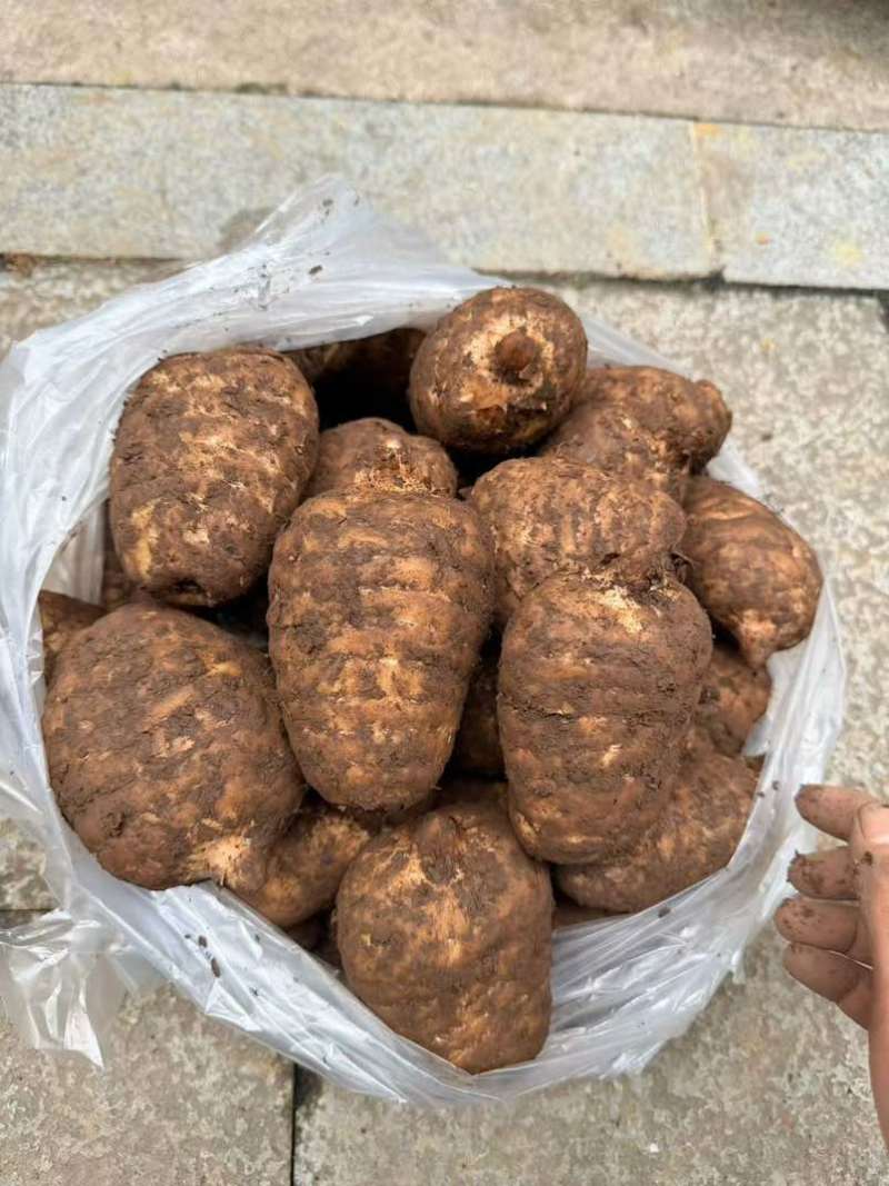 产自云南昭通小草坝高山林下仿野生种植乌天麻大量出售