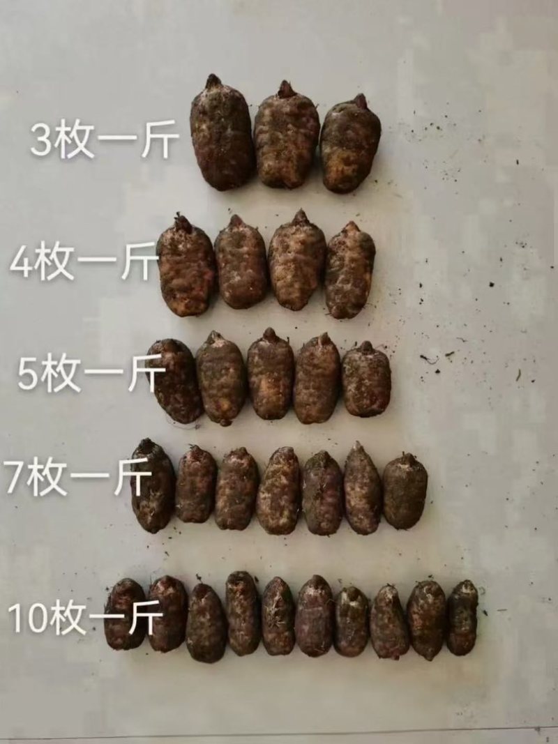 产自云南昭通小草坝高山林下仿野生种植乌天麻大量出售