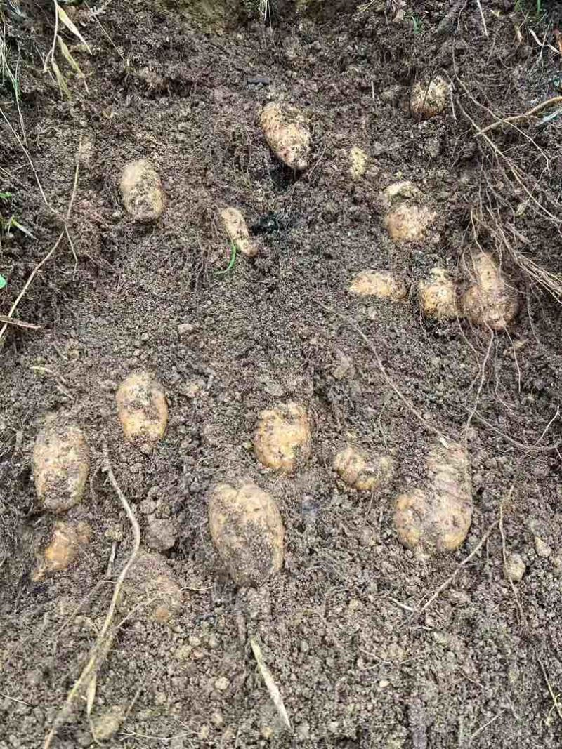 产自云南昭通小草坝高山林下仿野生种植乌天麻大量出售