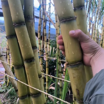 云南黄金甘蔗