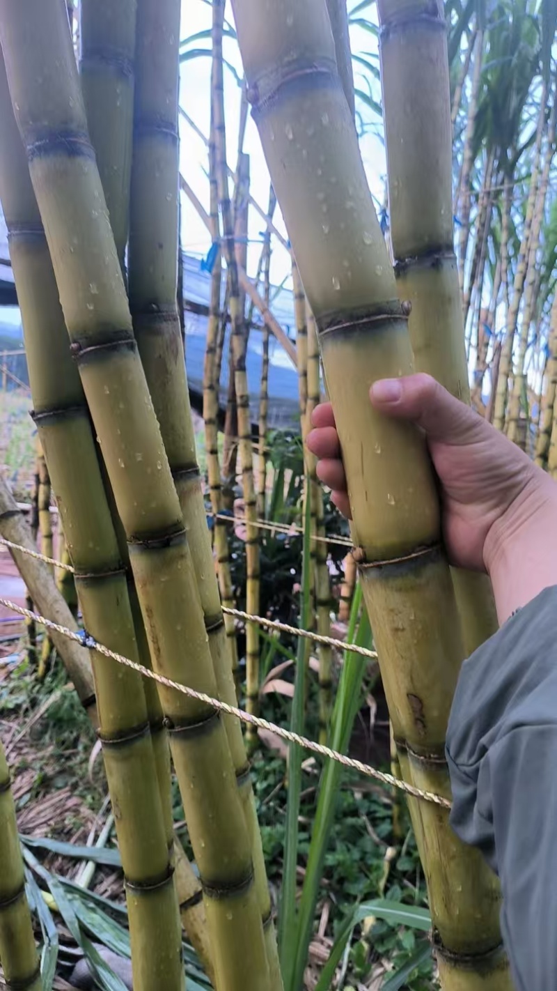 云南黄金甘蔗