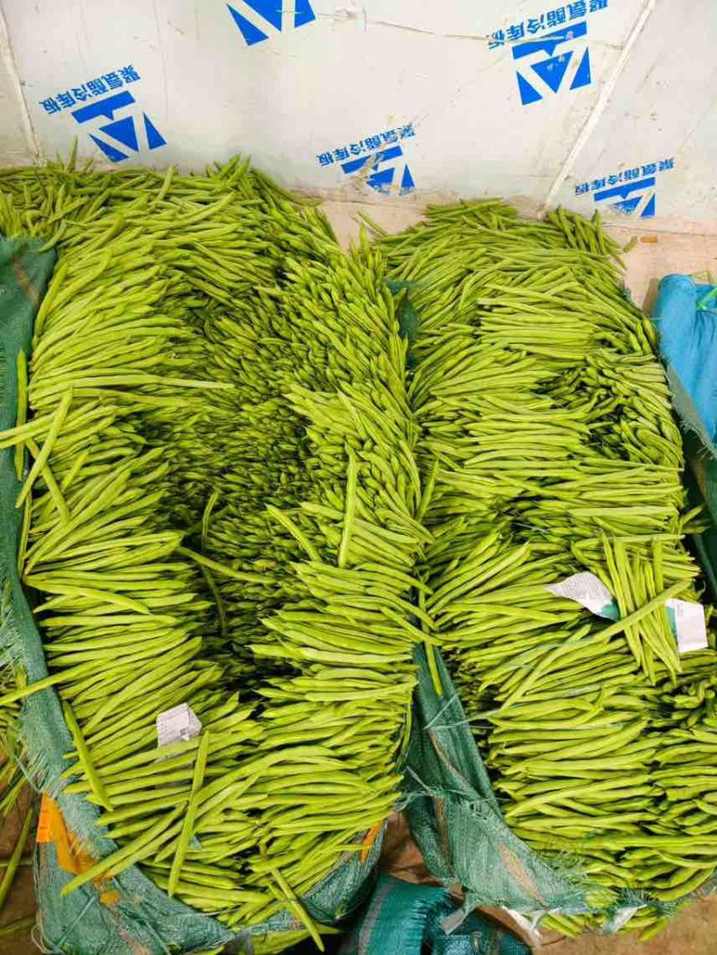一手货源每天保一个六米八量大价优品质保证
