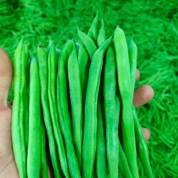 一手货源每天保一个六米八量大价优品质保证