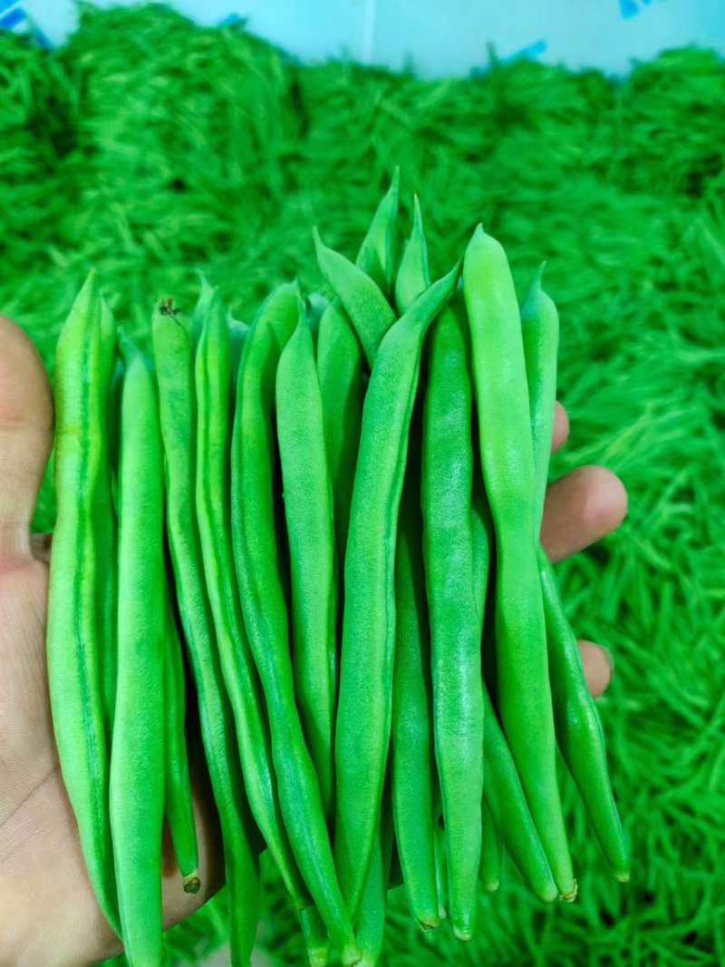 一手货源每天保一个六米八量大价优品质保证