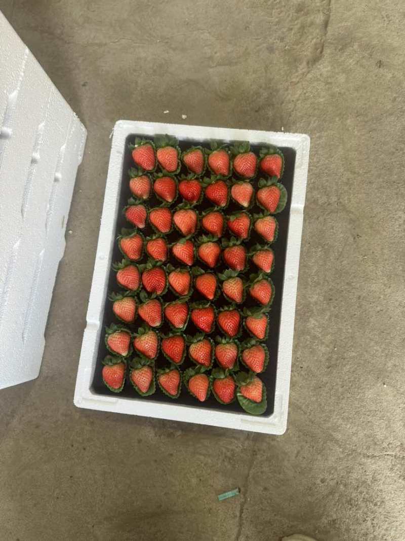 草莓代办