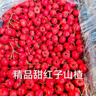 甜红子山楂