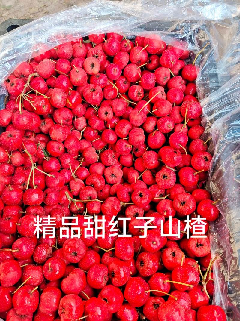 甜红子山楂