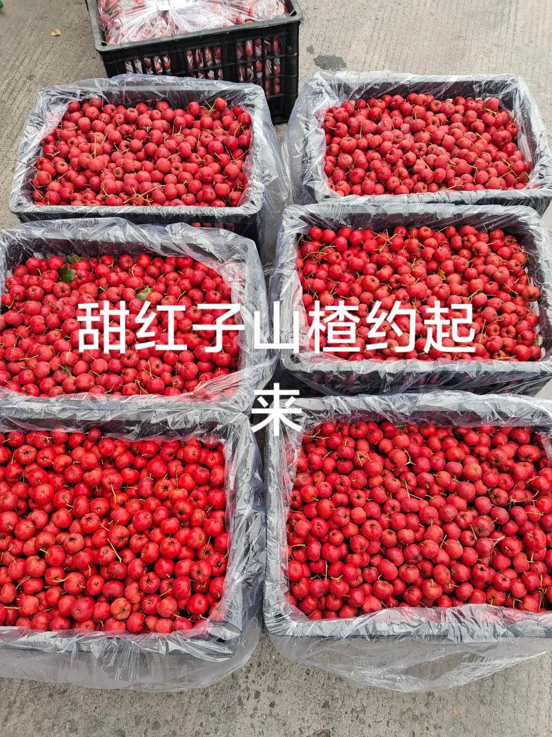 甜红子山楂