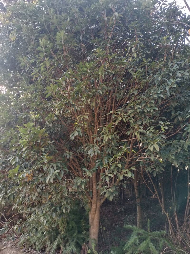 桂花树