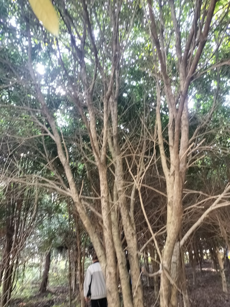 桂花树
