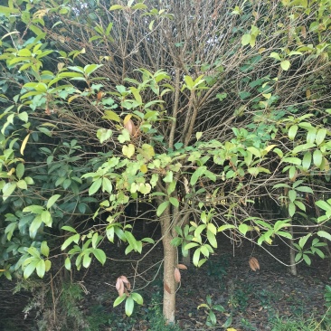 桂花树