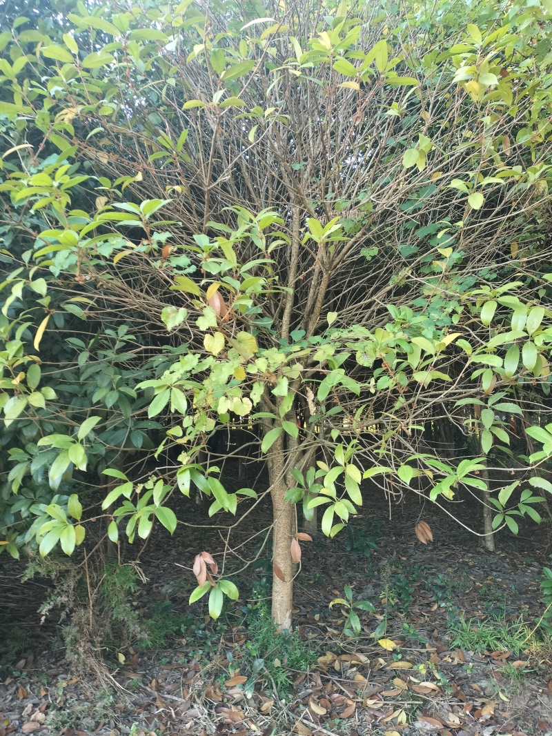 桂花树