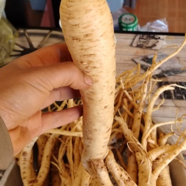 贵州黄党参