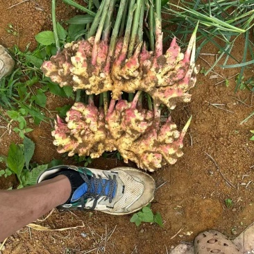 云南高山小黄姜
