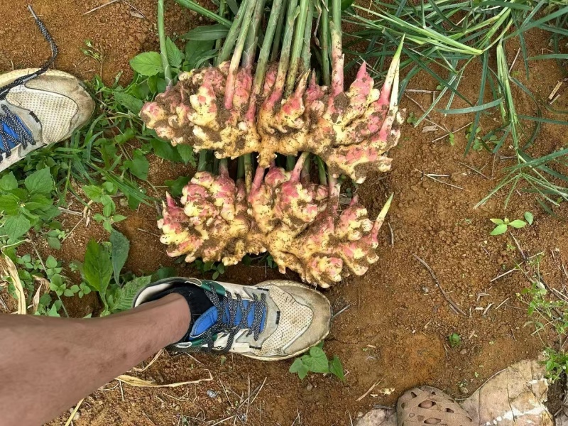 云南高山小黄姜