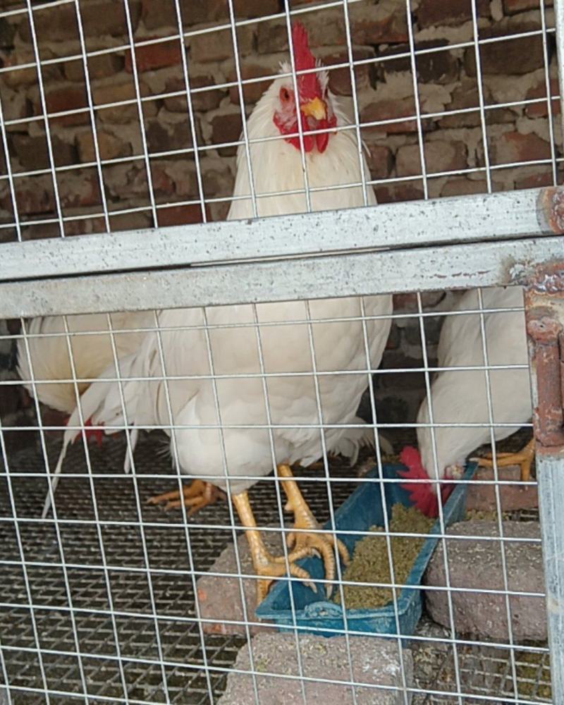 白来航公鸡