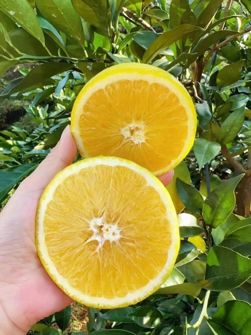 江西赣南脐橙