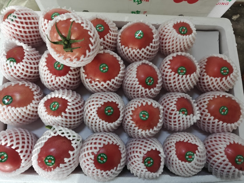 精品硬粉西红柿