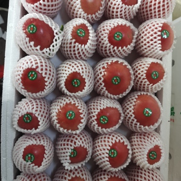 精品硬粉西红柿