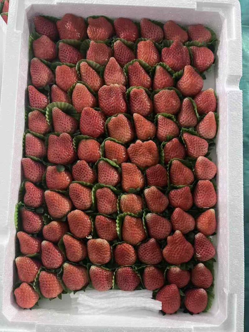 草莓下来啦