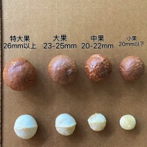 专业夏威夷果供应链，库存充足规格齐全价格稳定，接代发批发拿货