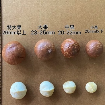 专业夏威夷果供应链，库存充足规格齐全价格稳定，接代发批发拿货