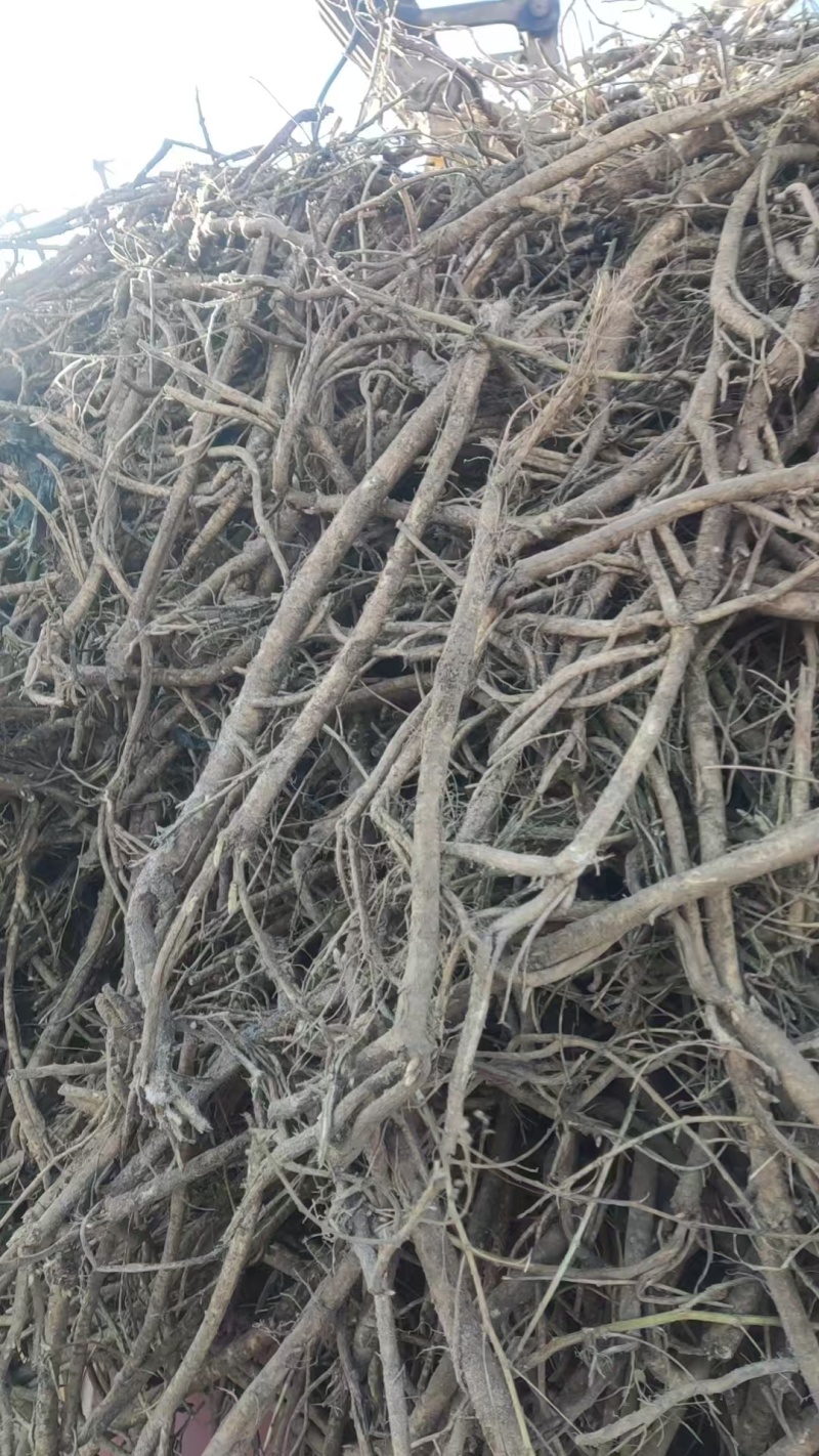 产地直发纯净无杂质黄芪长期供货不停歇