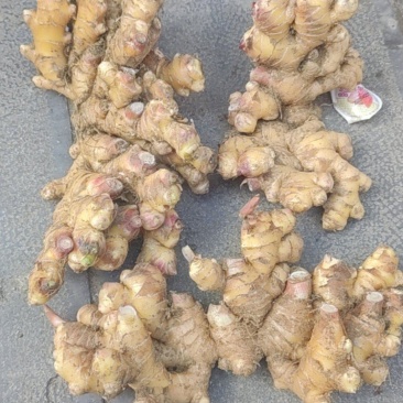 贵州小黄姜，