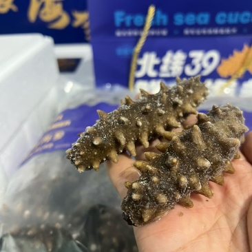 鲜海参99一斤，口感哈。刺海参