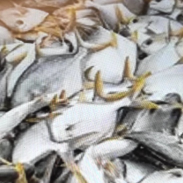 金鲳鱼
