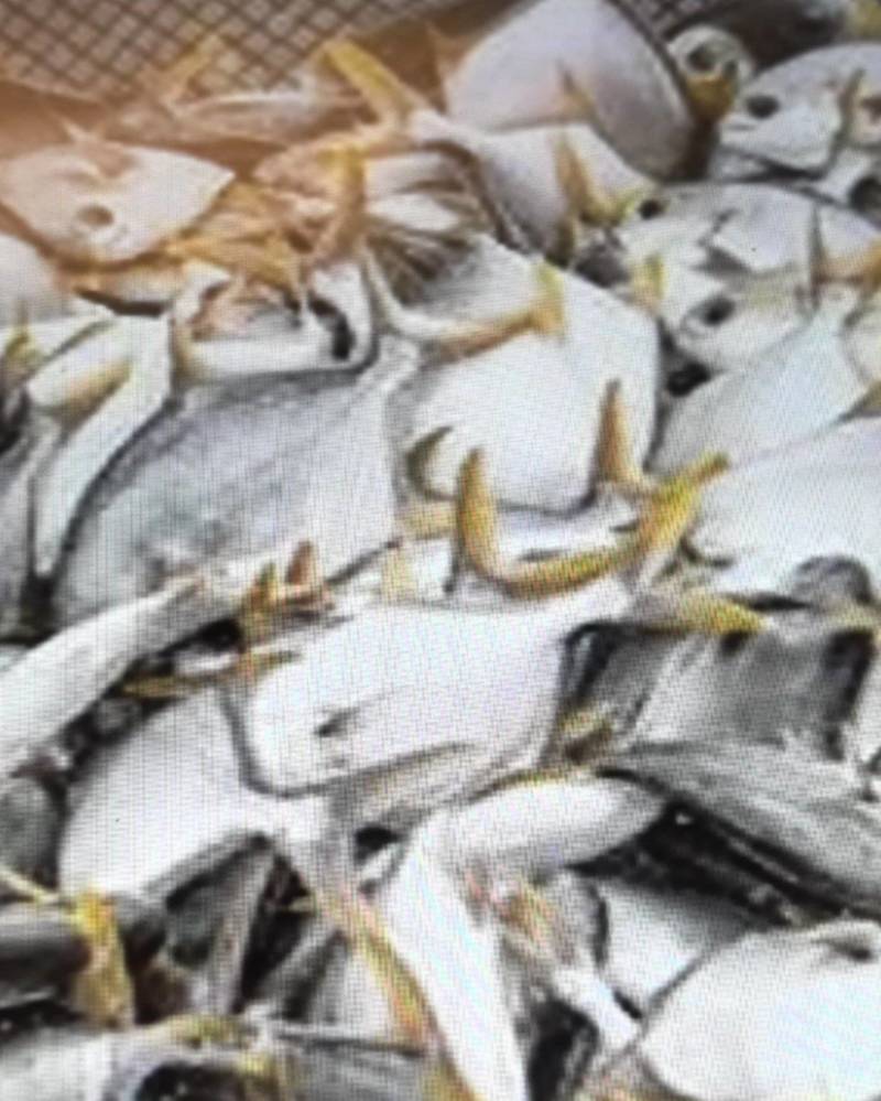 金鲳鱼
