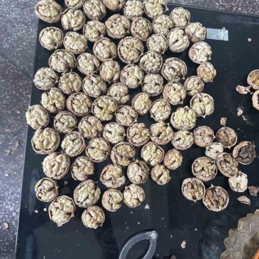 云南纸皮核