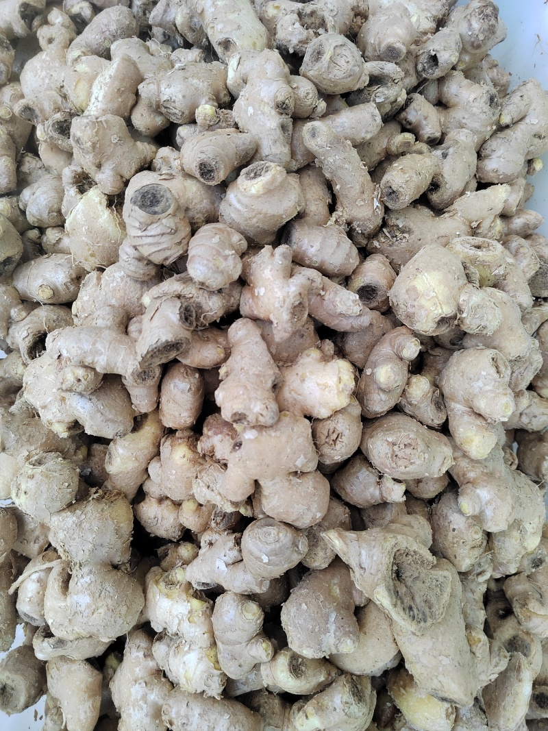 中药材母姜片