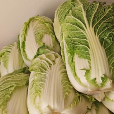 大白菜