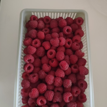 东北，红树苺，(鲜果，冻果)