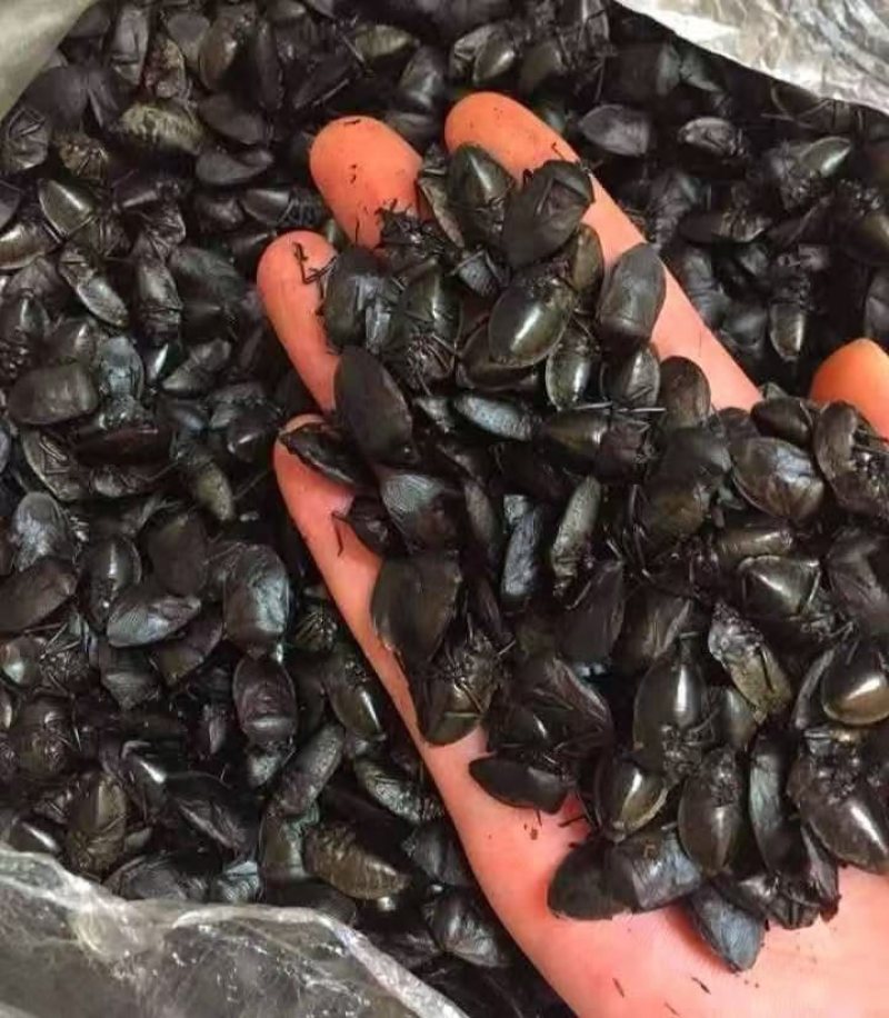 臭屁虫