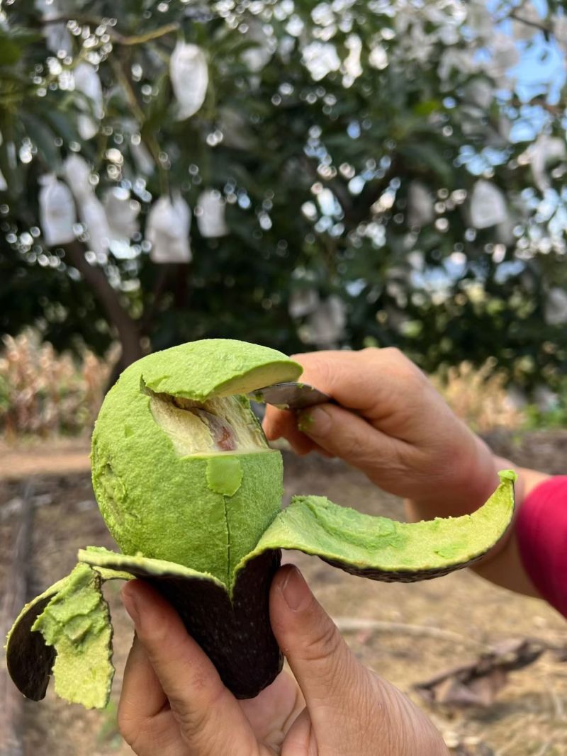 牛油果