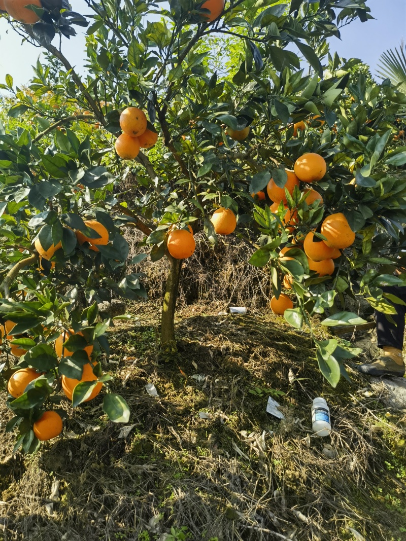 湖南高山脐橙