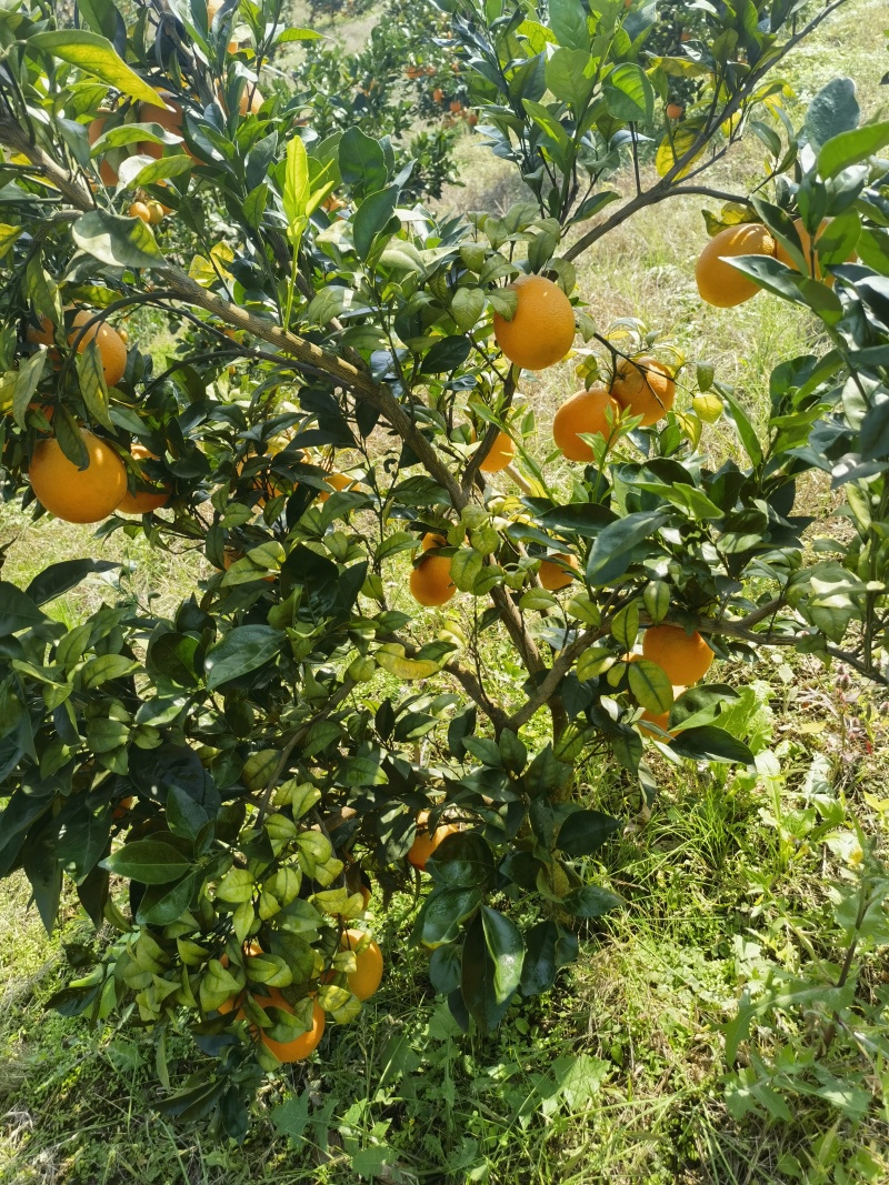 湖南高山脐橙