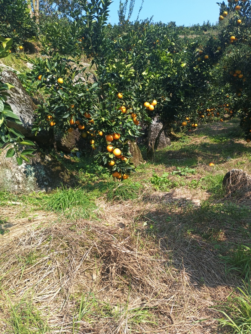 酉阳脐橙，果大多汁，味道嘎嘎一嘎子