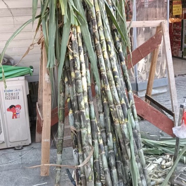 甘蔗大量出售甜度口感已经达标需要的老板赶紧下手