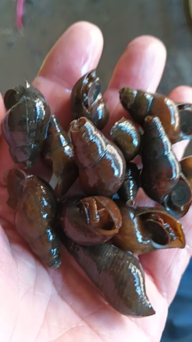 黑黄螺—光滑面，炮头大又多