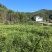 高山小黄姜