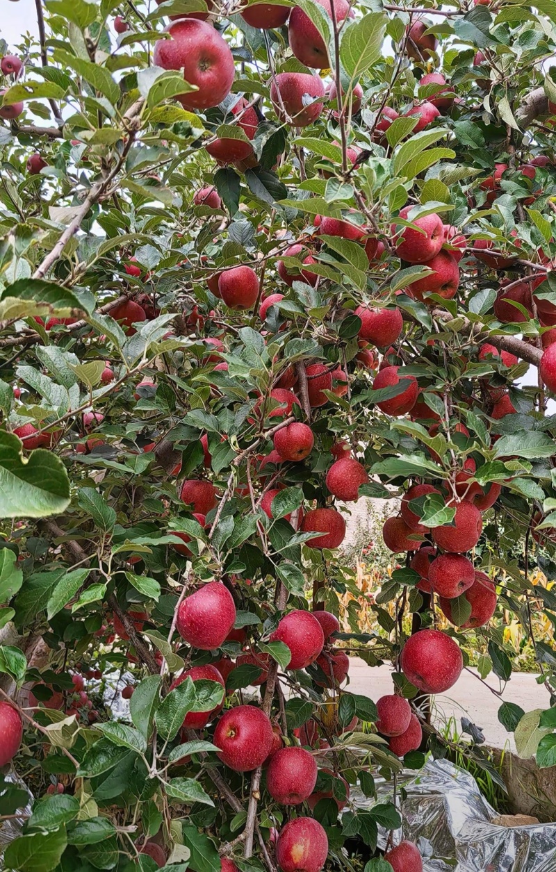 云南昭通丑苹果