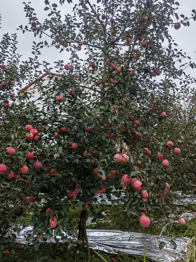 云南昭通丑苹果