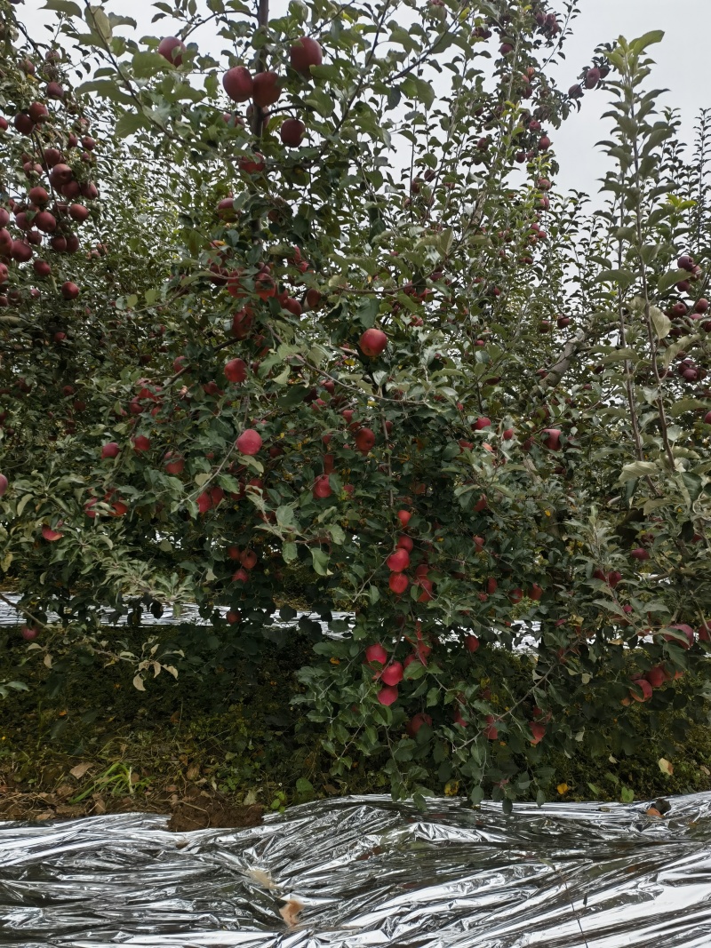 云南昭通丑苹果