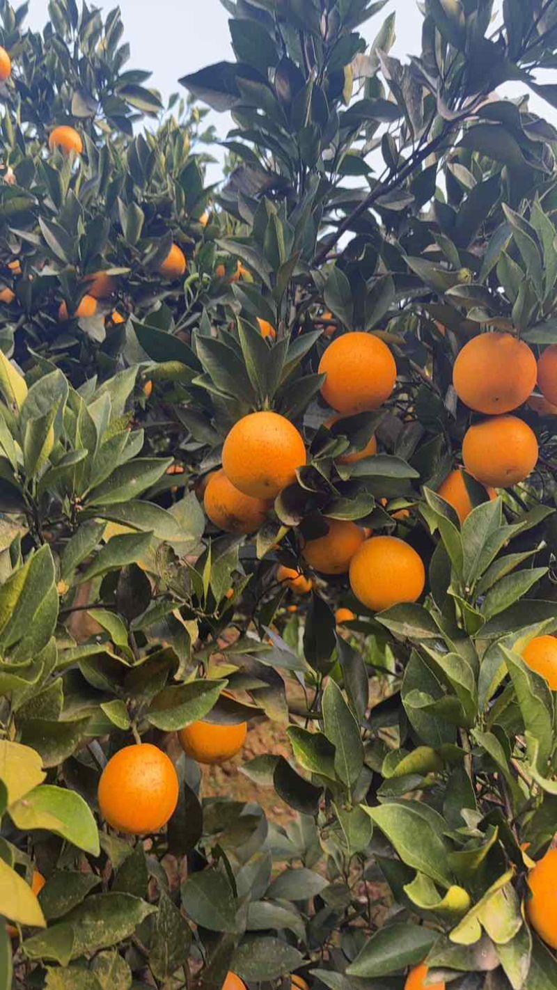 冰糖橙