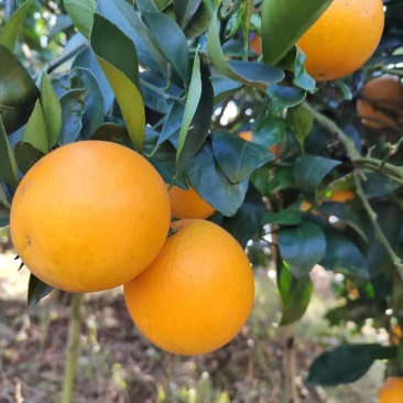 麻阳冰糖橙
