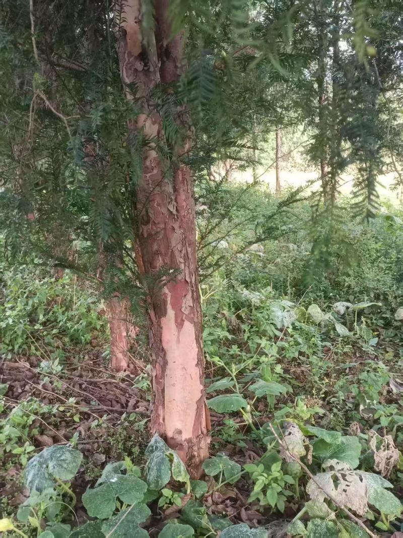 红豆杉